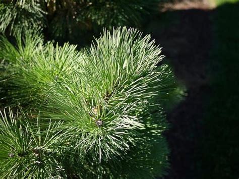 How To Grow Austrian Pine Pinus Nigra Dengarden