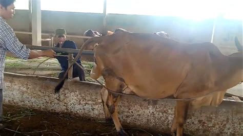 How Cow Give Birth Baby Calf Being Born Bonbil Youtube