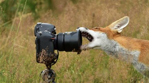 Un Best Of Des Photographes Animaliers Français Faune Sauvage