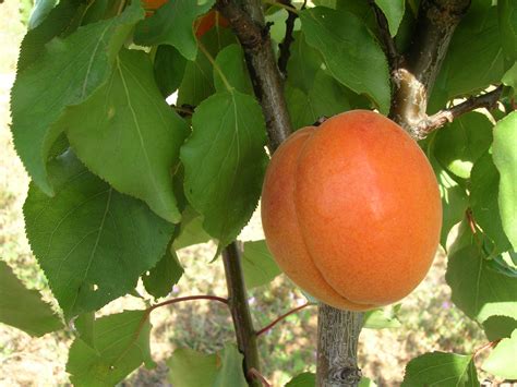 If your trees or plants do not survive, please let us know within one year of delivery. Apricot tree varieties produced by Waimea Nurseries