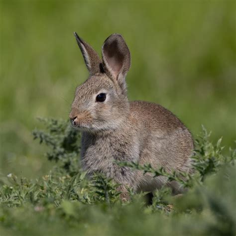 Orictolagus Cuniculus De Conejo Común Europeo Sentado En Una Pradera En