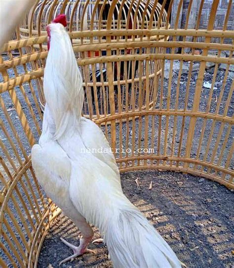 Potongan dada ayam ini yang paling favorit karena banyak dagingnya. Warna Ayam Pamangon Wido Yang Bagus : 47 Jenis Warna Jalak ...