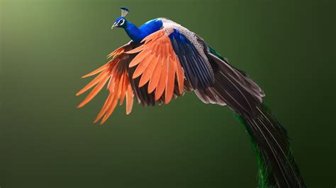 Colorful Beautiful Peacock In Green Background Hd Peacock Wallpapers Hd Wallpapers Id 66871