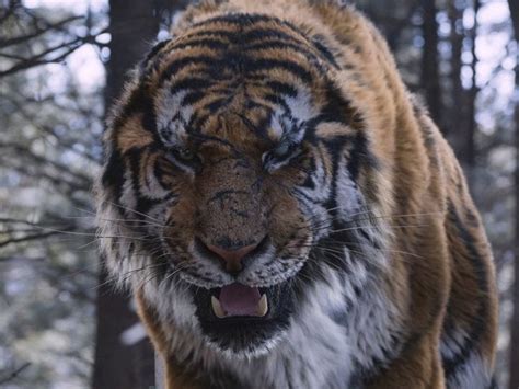 Recensione Su The Tiger An Old Hunters Tale 2015 Di Andreavenuti