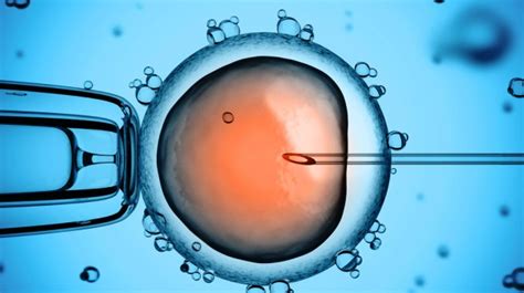 In vitro fertilization is an assisted reproductive technology (art) commonly referred to as ivf. IVF - What is in vitro treatment (IVF) and how can it work?