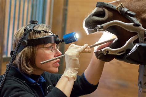 Equine Dentistry — Irongate Equine Clinic