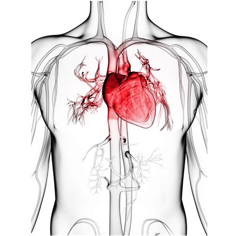 Cardiovascular Disease Risks Management And Nursing Interventions