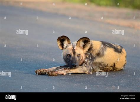 African Wild Dog Lycaon Pictus Lying On A Road Alert Early Morning
