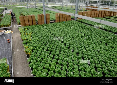 Germany Berlin Combined Basil And Tilapia Fish Farm Of Start Up Ecf