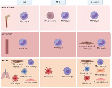 Mononuclear Phagocyte System Overall Science