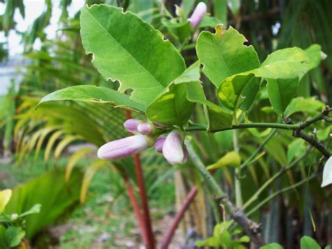 I Like Plants Tropical Fruits