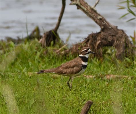 Killdeer Ne Ohio Rbirding