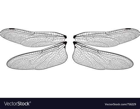 Dragonfly Wings Royalty Free Vector Image Vectorstock