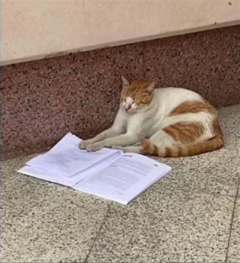 Cat Doing Homework Cats Do Homework Animals