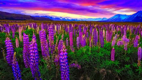 New Zealand Lupine Beautiful Sky Flowers Meadow Sunset Colorful