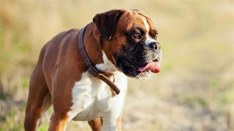 Boxer Precio Información Características Del Perro Cachorros Y Más