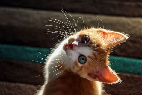 Kätzchen Katze Süße Nette Kostenloses Foto Auf Pixabay