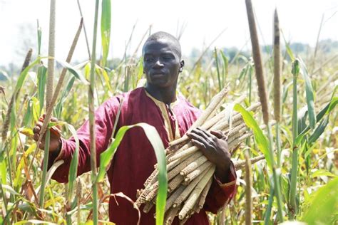 Senegals Millet Farmers Triple Yields With New Technology Archive