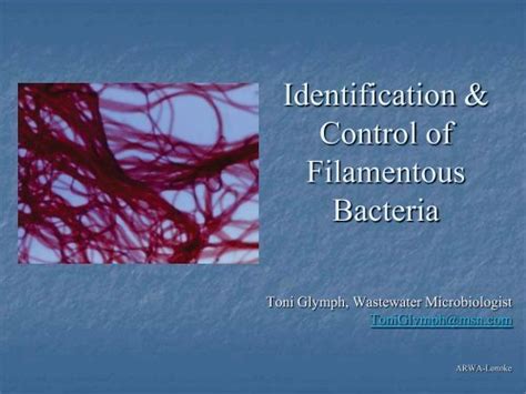 Identification And Control Of Filamentous Bacteria