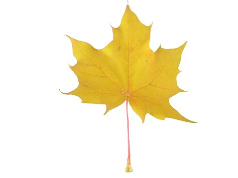 Yellow Maple Leaf Free Stock Photo Public Domain Pictures