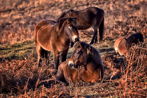 Top 10 Endangered Horse Breeds Horse Nation