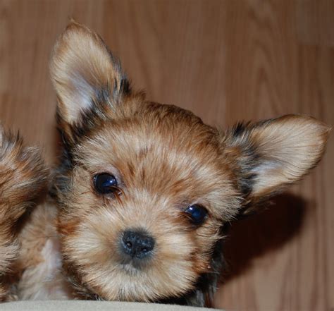 Maybe you would like to learn more about one of these? Shorkie Puppies: Starr - 8 week old Shorkie