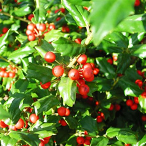 Search Results For Be Inspired Showy Winter Shrubs Holly Shrub
