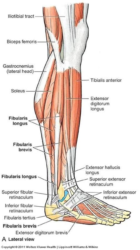 Lateral Leg Muscles Flashcards Anatomy 11 Legankle Joint
