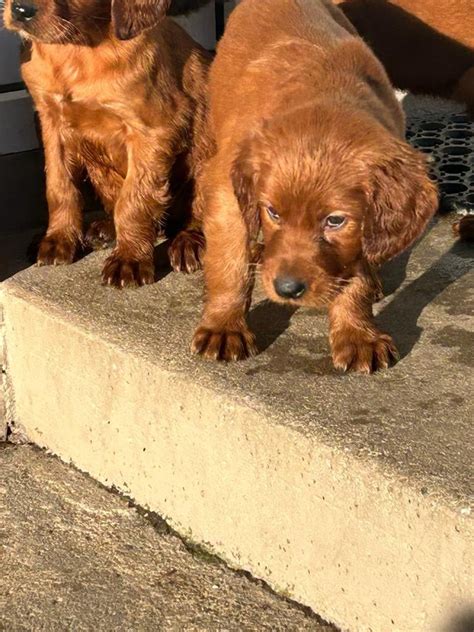 Irish Red Setter Puppies In Cookstown County Tyrone Gumtree