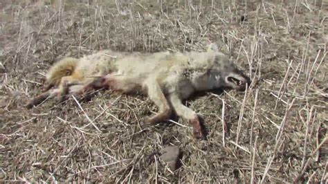 Long Range Coyote Hunting 640 Yards Youtube