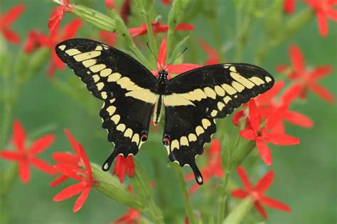Giant Swallowtail Butterfly Identification Facts Pictures
