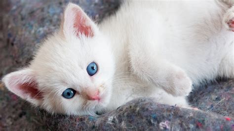 Cute White Kitten Hd Wallpaper Background Image 2880x1620