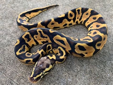 Pastel Leopard Ball Pythons For Sale Snakes At Sunset