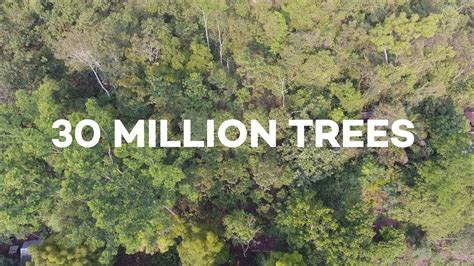 Ecosia Users Have Just Planted 30 Million Trees Youtube