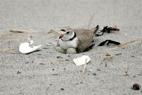 Officials Record Number Of Piping Plover Chicks On The Beaches