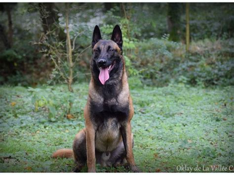 Berger Belge Malinois Petite Annonce Chien
