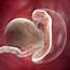 Fetal Development  5 Weeks Pregnant BabyCenter Australia