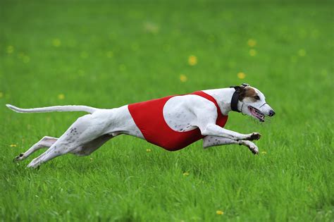 Do You Need To Take A Pet Greyhound On Runs Howstuffworks