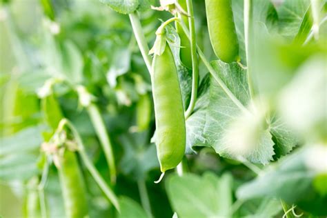 When To Pick Sugar Snap Peas Top Timing Tips