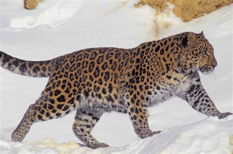 Datos Del Leopardo De Amur Zemhe