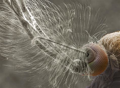 Male Mosquito Head Sem Photograph By Power And Syred Fine Art America