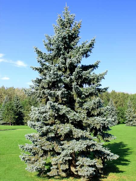 Colorado blue spruce (picea pungens) is no longer recommended for minnesota landscapes due to its susceptibility to several debilitating spruce diseases, most specifically rhizosphaera needle cast and. Blue Spruce & Colorado Spruce Tree Seedlings for Sale ...