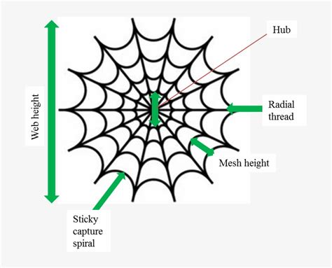 8 Authentic Spider Web Diagram And The Description Net Worth