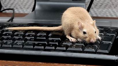 Keyboard Rat Mouse Rodent Bw 1080p Backlit