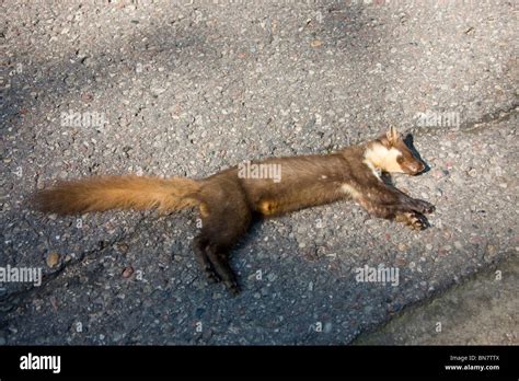Hit By A Passing Vehicle Hi Res Stock Photography And Images Alamy