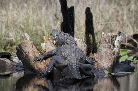 Large Bull American Alligator Okefenokee Swamp National Wildlife Refuge