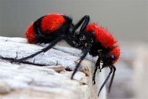 Red Velvet Ant Photo Ants Exotic Pets Insects