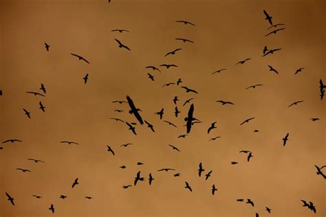 Birds Flying Over Malibu Lagoon Los Angeles California Larry