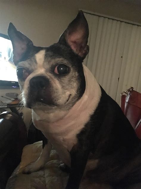 No more will we laugh and play, no more games and whispered secrets shared. My best friend/emotional support buddy died suddenly ...