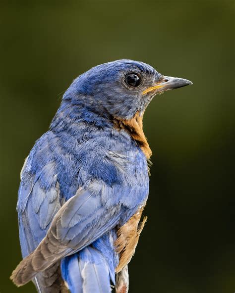 These Eastern Bluebirds Always Seem To Get Shy When My Camera Is Out